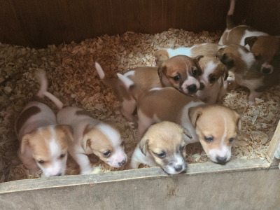 Jack Russell puppies in Carlow