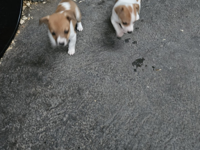 Jack Russell puppies in Carlow