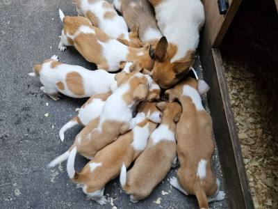 Jack Russell puppies in Carlow