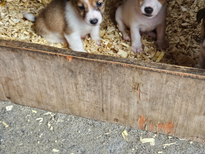 Jack Russell puppies in Carlow