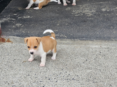 Jack Russell puppies in Carlow