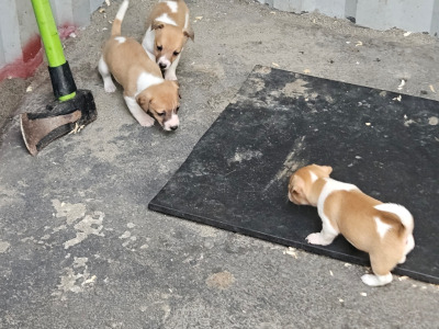 Jack Russell puppies in Carlow