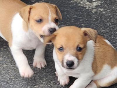 Jack Russell puppies in Carlow