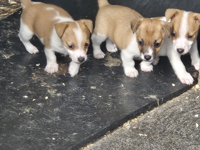 Jack Russell puppies in Carlow