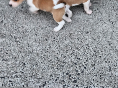 Jack Russell puppies in Carlow