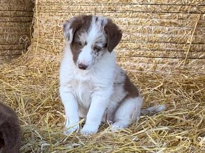 Red merle Sheepdog puppies in Tipperary
