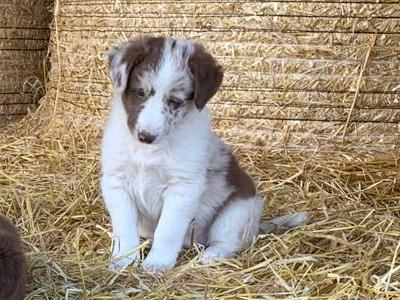 Red merle Sheepdog puppies in Tipperary