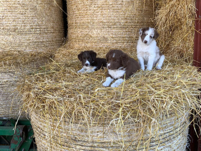 Red merle Sheepdog puppies in Tipperary
