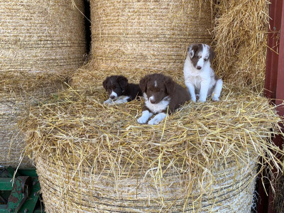 Red merle Sheepdog puppies in Tipperary