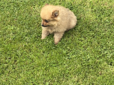 Pomeranian pups in Wexford