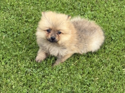 Pomeranian pups in Wexford