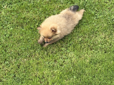 Pomeranian pups in Wexford