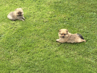 Pomeranian pups in Wexford