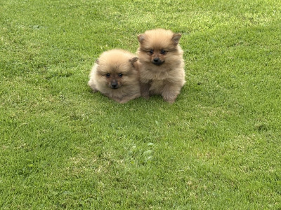Pomeranian pups in Wexford