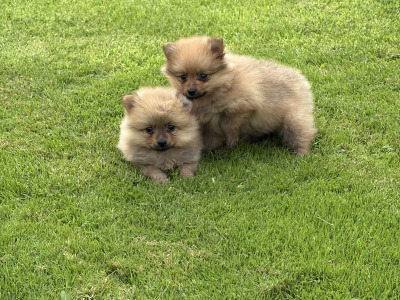 Pomeranian pups in Wexford