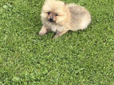 Pomeranian pups in Wexford