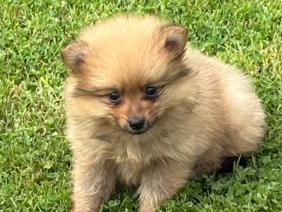 Pomeranian pups in Wexford
