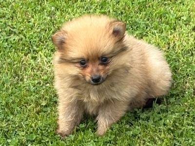 Pomeranian puppies in Wexford
