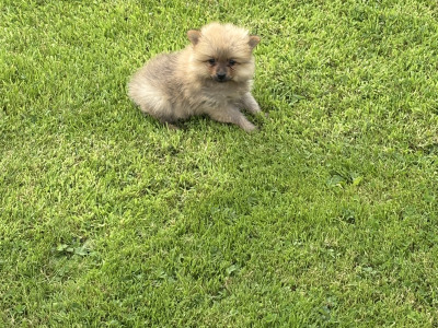 Pomeranian pups in Wexford