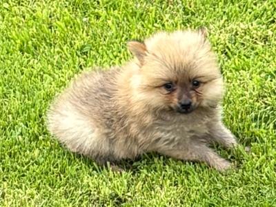 Pomeranian puppies in Wexford