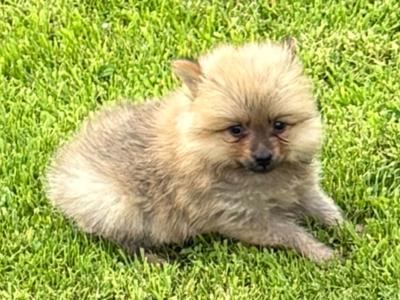Pomeranian puppies in Wexford