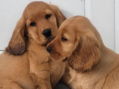 Cocker Spaniel puppies for sale in Cavan