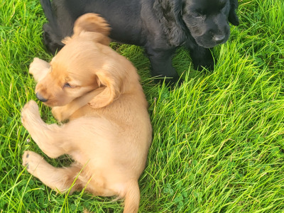 Cocker Spaniel puppies for sale in Cavan