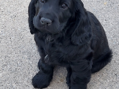 Cocker Spaniel puppies for sale in Cavan