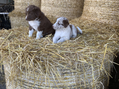 Red merle Sheepdog puppies in Tipperary