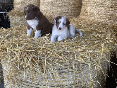 Red merle Sheepdog puppies in Tipperary