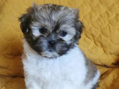 Shih Tzu x Maltese puppies in Tipperary