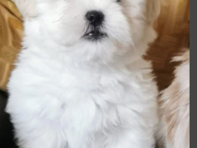 Shih Tzu x Maltese puppies in Tipperary