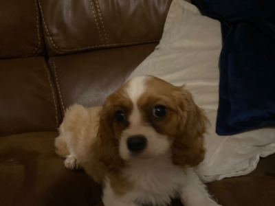 Cavalier King Charles Spaniel puppies in Wicklow