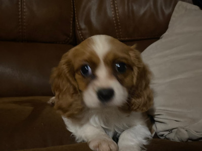 Cavalier King Charles Spaniel puppies in Wicklow