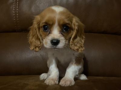 Cavalier King Charles Spaniel puppies in Wicklow