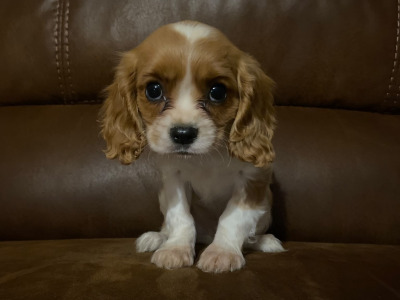 Cavalier King Charles Spaniel puppies in Wicklow