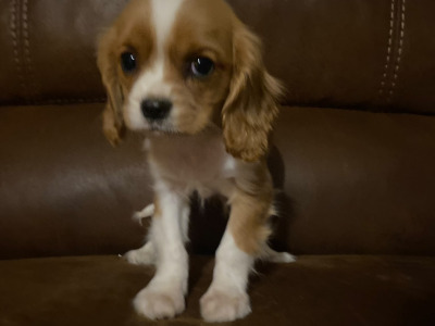 Cavalier King Charles Spaniel puppies in Wicklow