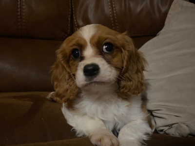 Cavalier King Charles Spaniel puppies in Wicklow