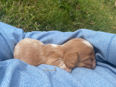 Cavalier King Charles Spaniel puppies in Wicklow