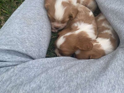 Cavalier King Charles Spaniel puppies in Wicklow