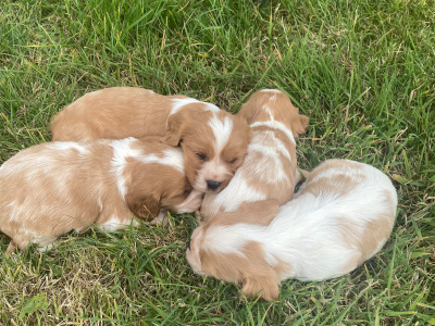 Cavalier King Charles Spaniel puppies in Wicklow