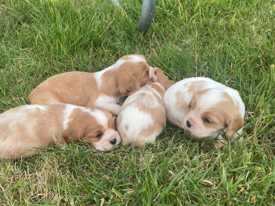 Cavalier King Charles Spaniel puppies in Wicklow