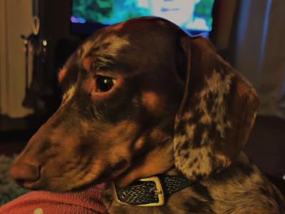 Proven Dachshund for stud in Derry