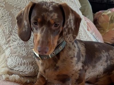 Proven Dachshund for stud in Derry