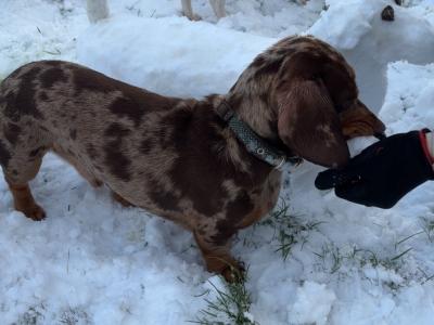 Proven Dachshund for stud in Derry