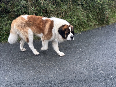 St Bernard stud dog in Roscommon