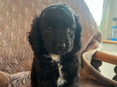 3 Cockacavapoo puppies in Cavan