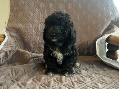 3 Cockacavapoo puppies in Cavan