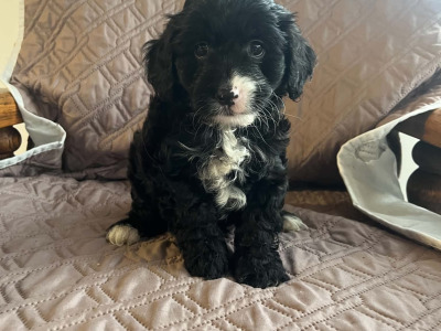 3 Cockacavapoo puppies in Cavan