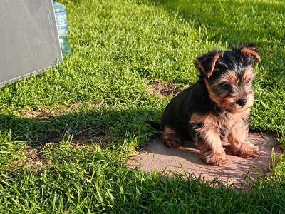 Adorable purebred Yorkshire Terrier puppies available 🩷 🐾💙 in Dublin
